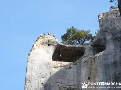 Buitres leonados - Senderismo Cañón del Río Lobos - ruta sencilla; rutas por madrid senderismo